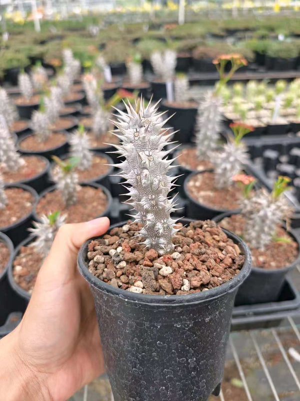 Euphorbia horombensis - BotanicalCollector