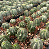 Euphorbia horrida ｜Euphorbia polygona-Euphorbia-W3-4CM-image-6