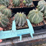 Euphorbia horrida ｜Euphorbia polygona-Euphorbia-W3-4CM-image-7