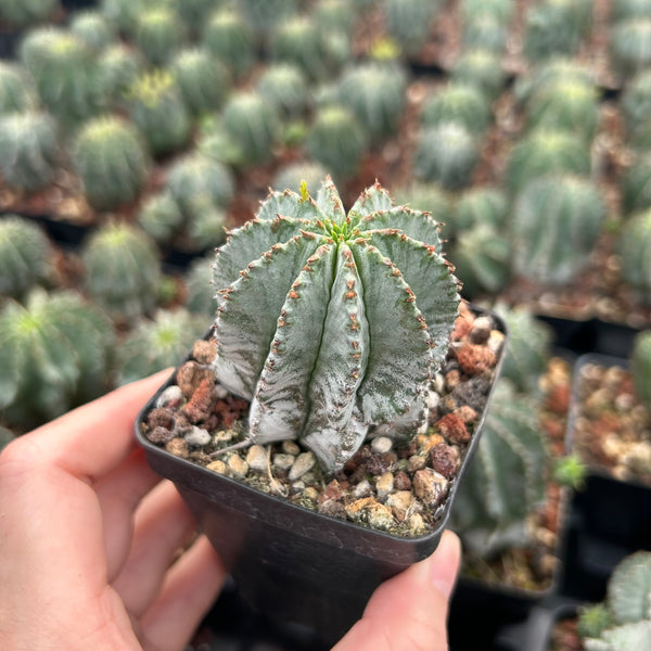 Euphorbia horrida/polygona | Seed-grown | W3-4CM