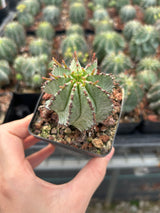 Euphorbia horrida ｜Euphorbia polygona-Euphorbia-W3-4CM-image-2