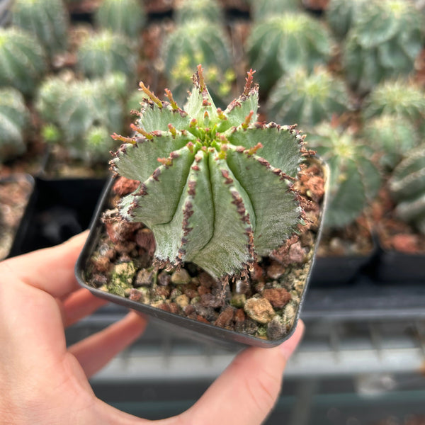 Euphorbia horrida/polygona - BotanicalCollector