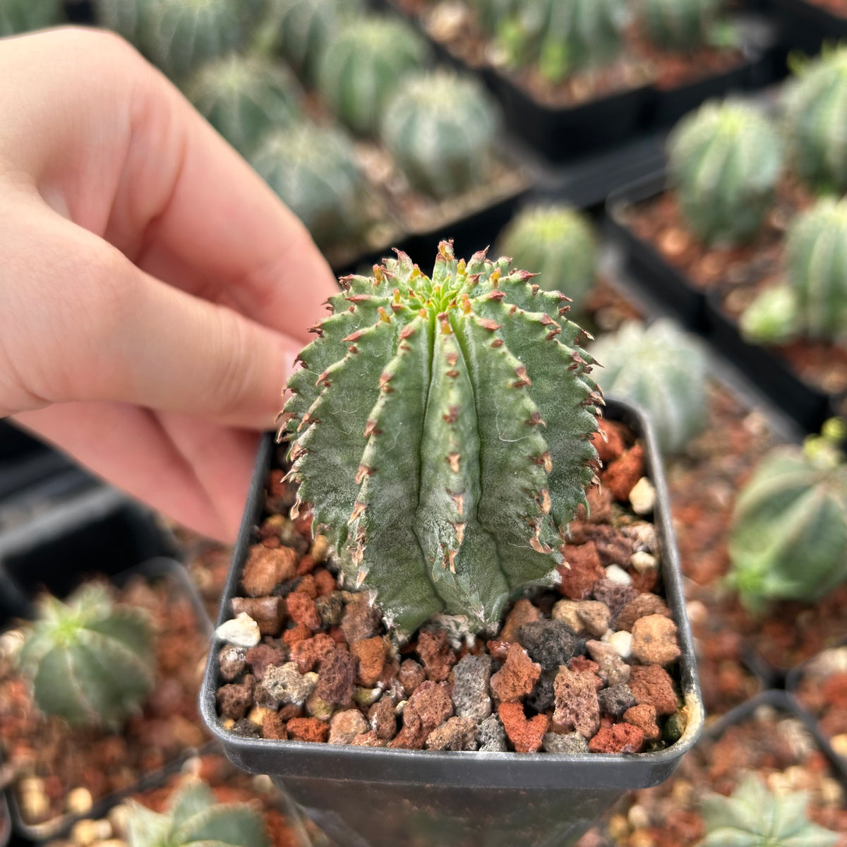 Euphorbia horrida ｜Euphorbia polygona-Euphorbia-W3-4CM-image-3
