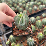 Euphorbia horrida ｜Euphorbia polygona-Euphorbia-W3-4CM-image-4