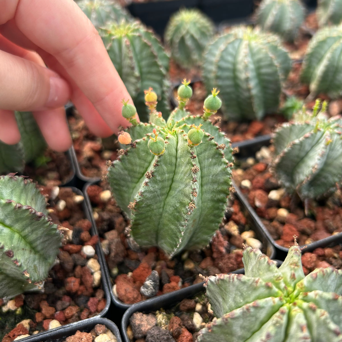 Euphorbia horrida ｜Euphorbia polygona-Euphorbia-W3-4CM-image-5