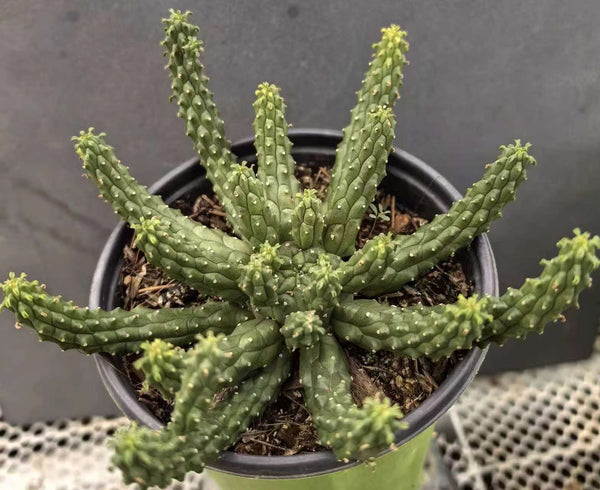 Euphorbia inermis | Seed-grown | W8-10cm
