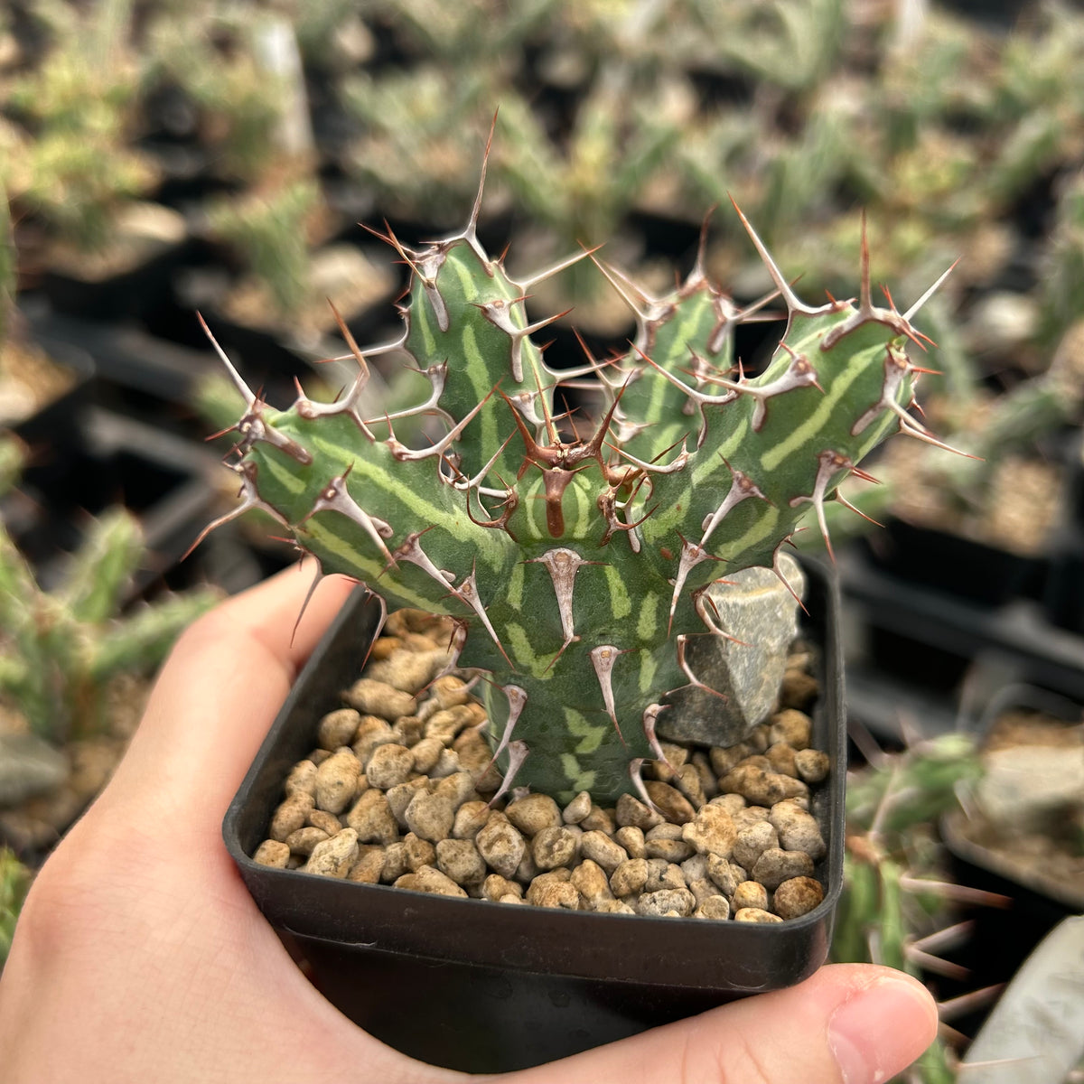 Euphorbia kalisana - BotanicalCollector