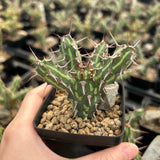 Euphorbia kalisana - BotanicalCollector
