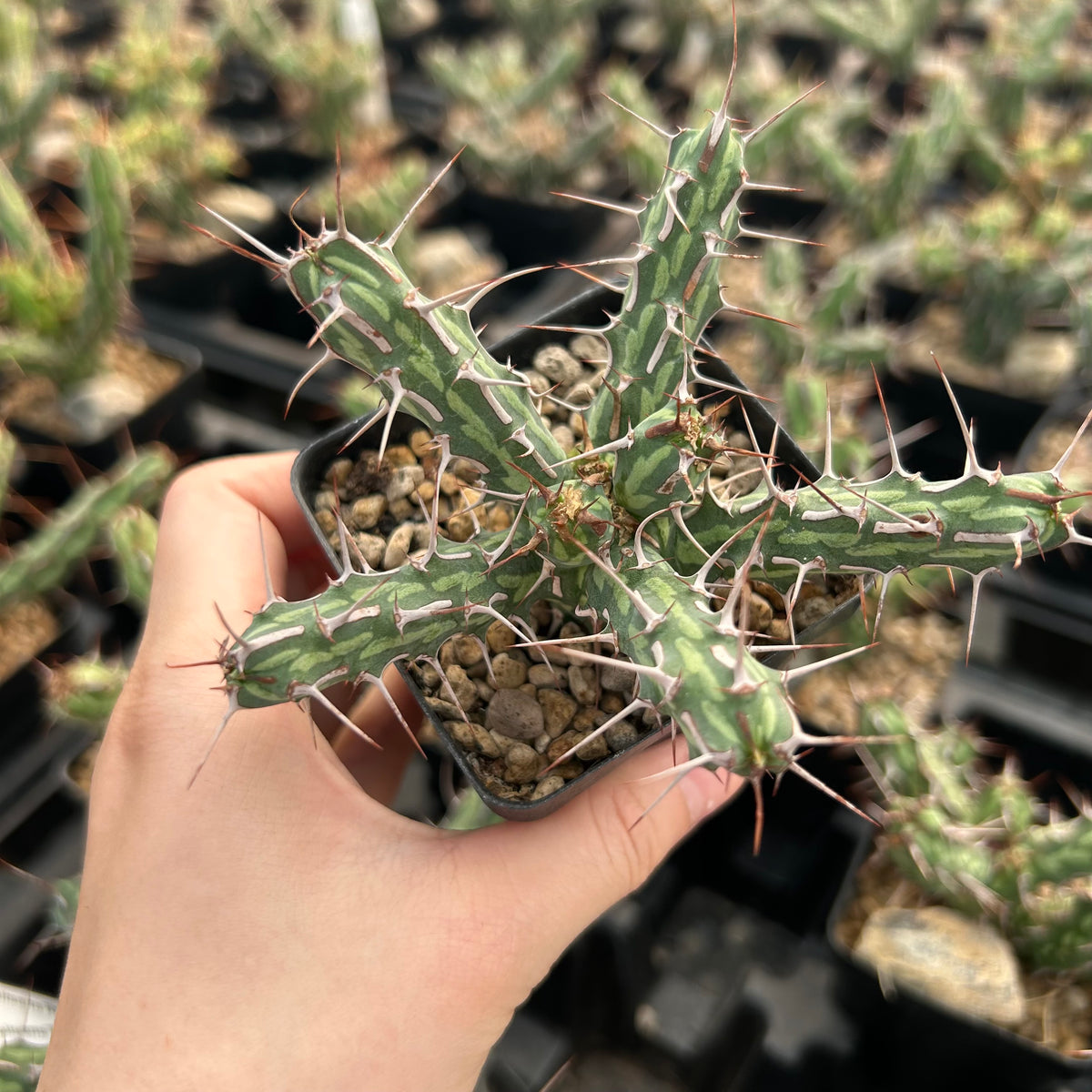 Euphorbia kalisana - BotanicalCollector