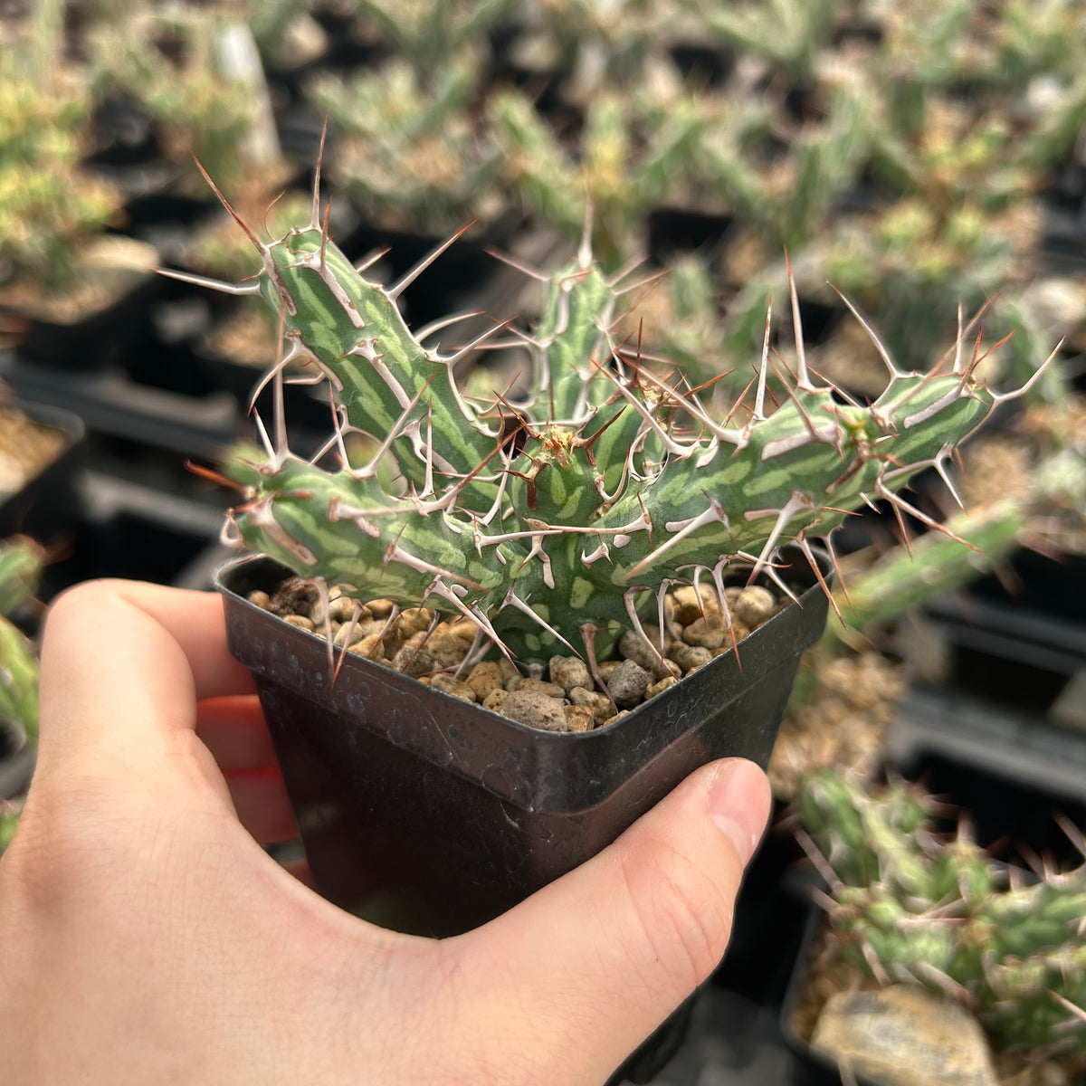 Euphorbia kalisana - BotanicalCollector