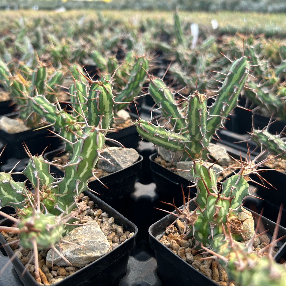 Euphorbia kalisana - BotanicalCollector