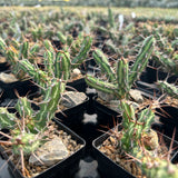 Euphorbia kalisana - BotanicalCollector