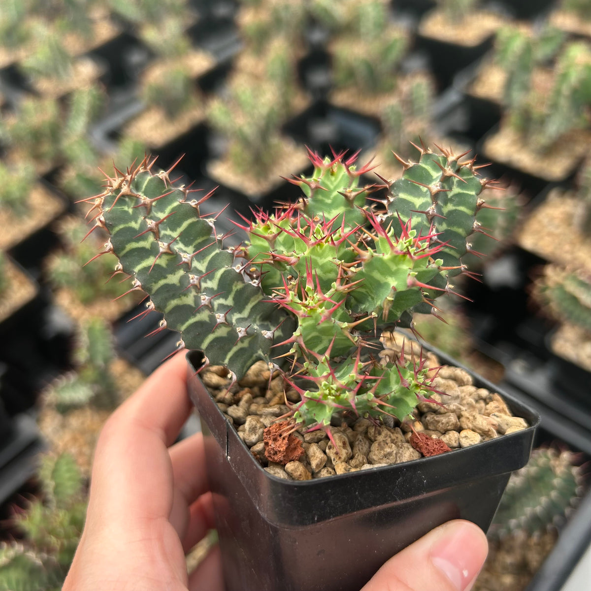 Euphorbia knobelii-Euphorbia-H3-5cm-image-2
