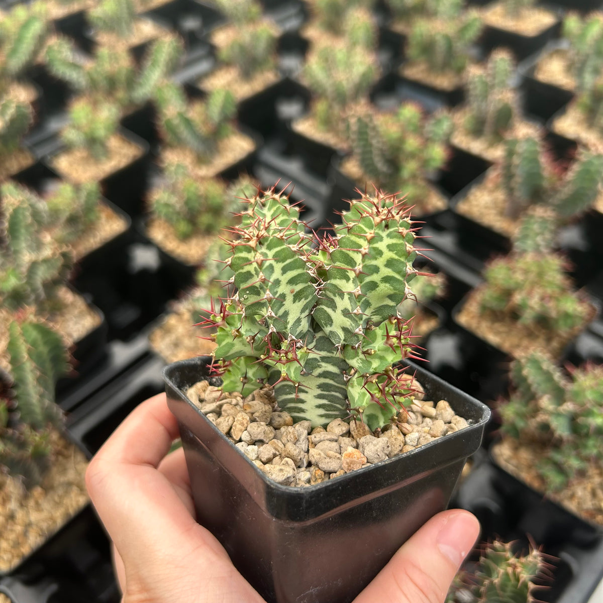 Euphorbia knobelii-Euphorbia-H3-5cm-image-3