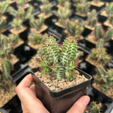 Euphorbia knobelii-Euphorbia-H3-5cm-image-3
