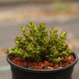 Euphorbia lenewtonii - BotanicalCollector
