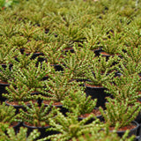 Euphorbia lenewtonii - BotanicalCollector