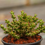 Euphorbia lenewtonii - BotanicalCollector