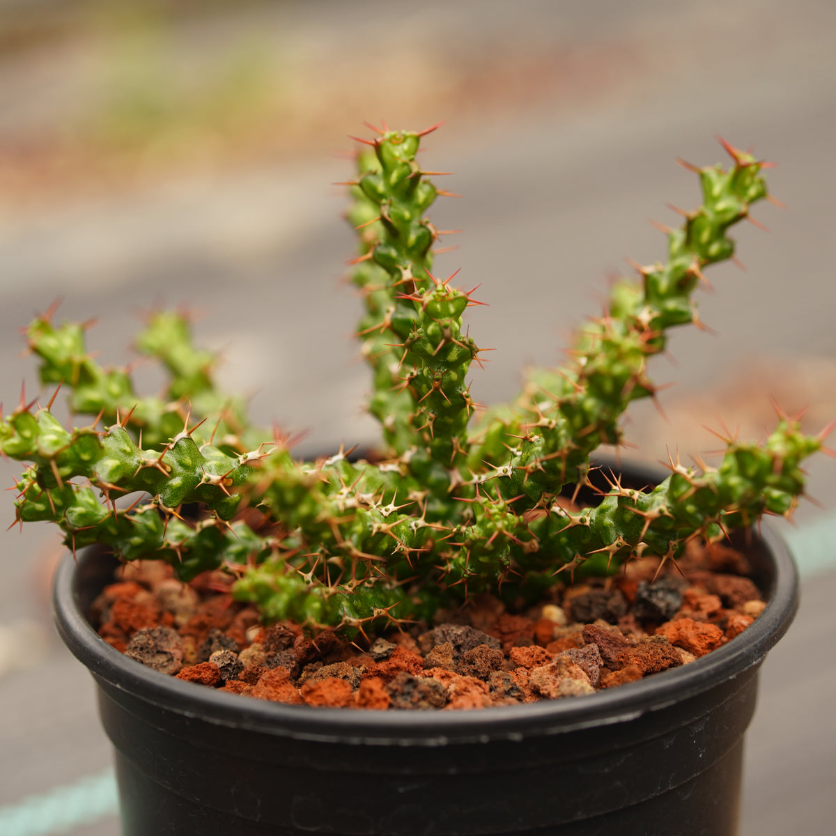 Euphorbia lenewtonii - BotanicalCollector