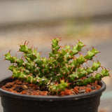 Euphorbia lenewtonii - BotanicalCollector