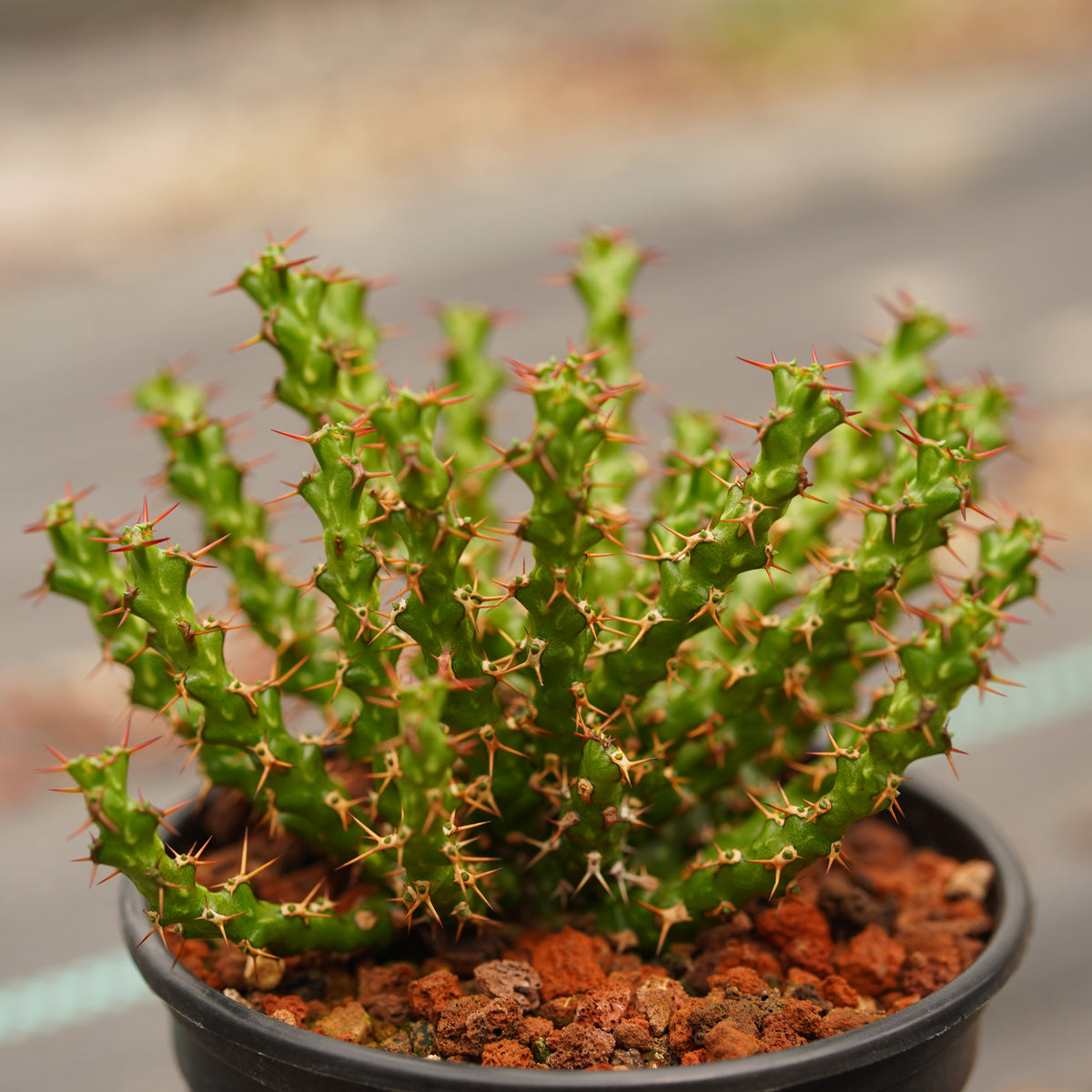 Euphorbia lenewtonii - BotanicalCollector
