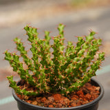 Euphorbia lenewtonii - BotanicalCollector