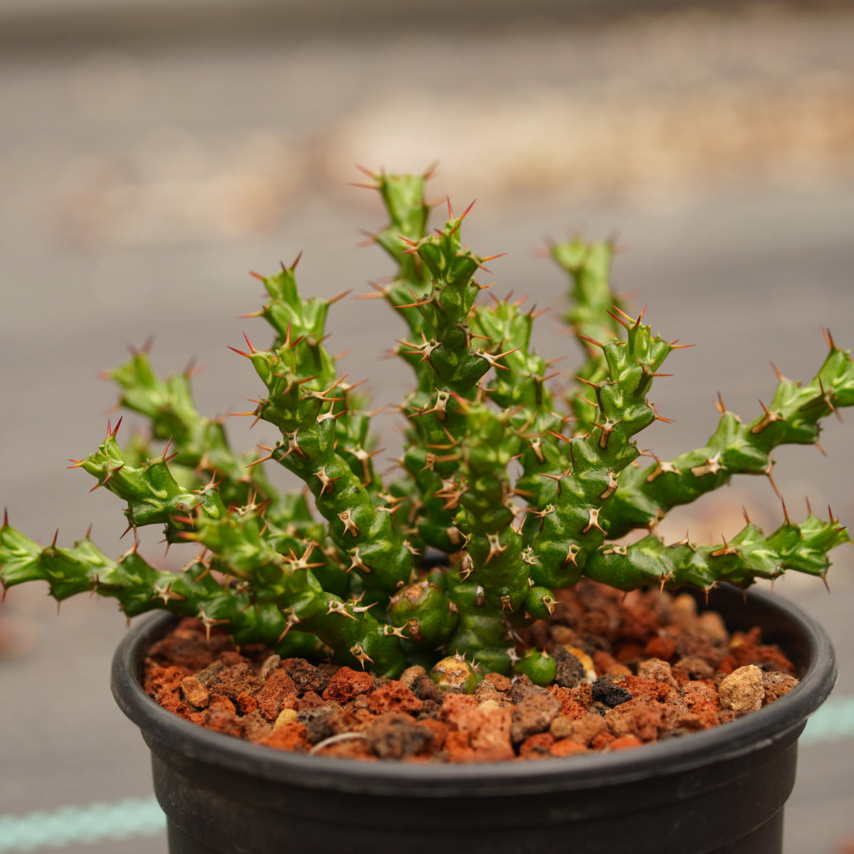 Euphorbia lenewtonii - BotanicalCollector