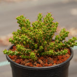 Euphorbia lenewtonii - BotanicalCollector