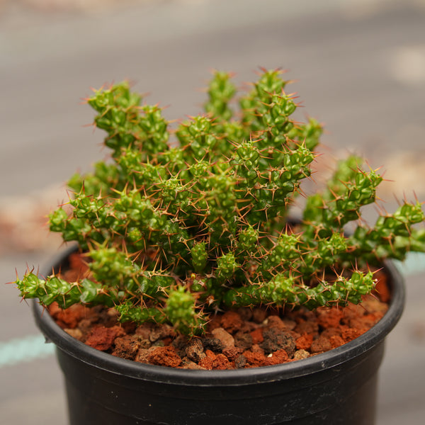 Euphorbia lenewtonii - BotanicalCollector
