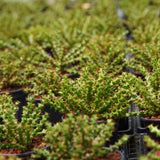 Euphorbia lenewtonii - BotanicalCollector