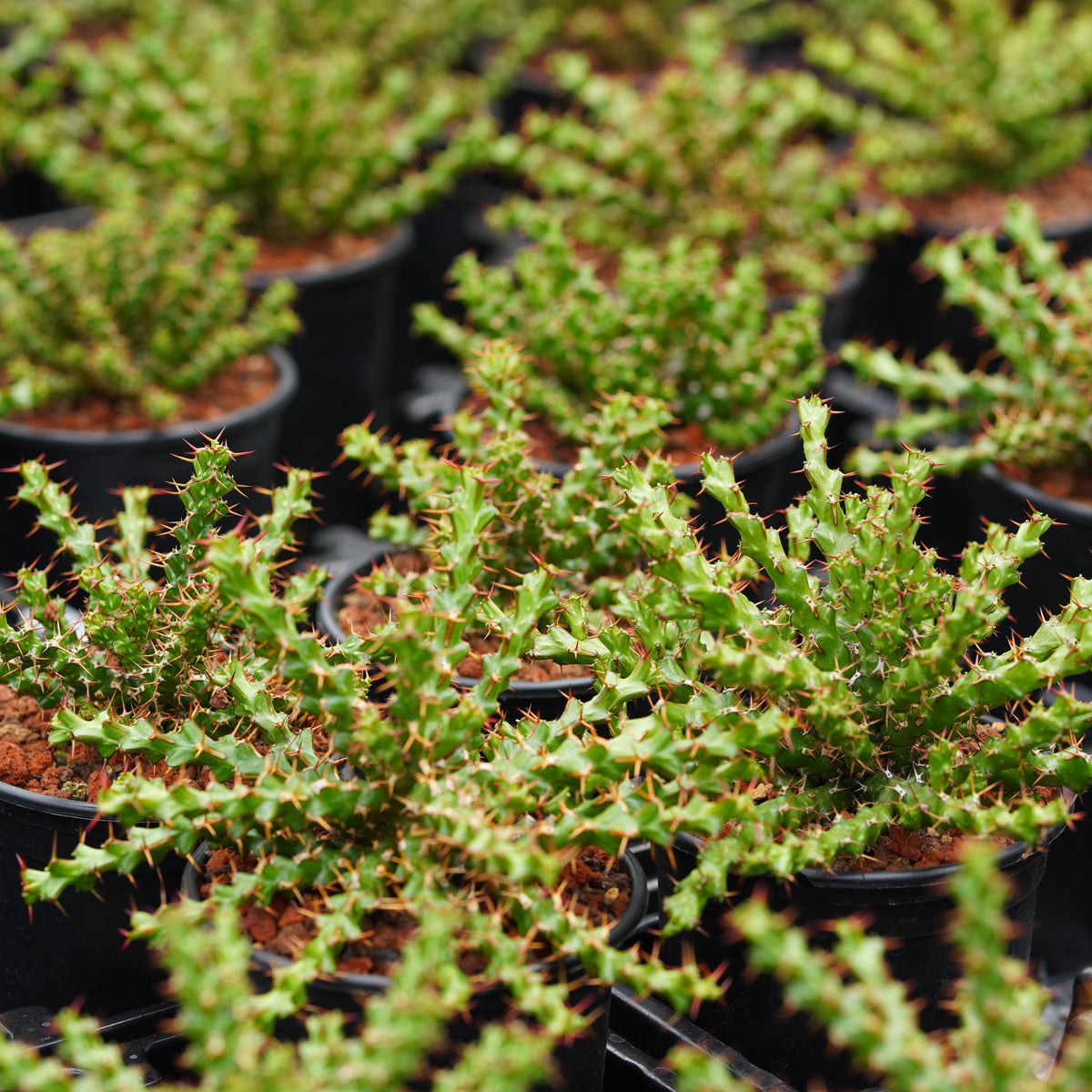 Euphorbia lenewtonii - BotanicalCollector