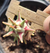 Euphorbia longituberculosa-Euphorbia-W2cm-image-3