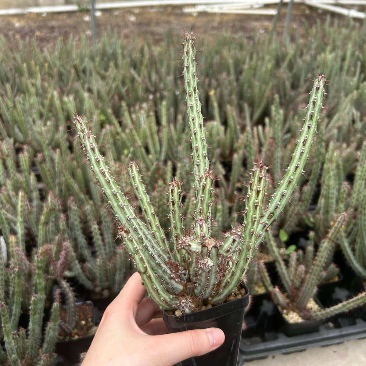 Euphorbia louwii-Euphorbia-H10-15cm-image-3