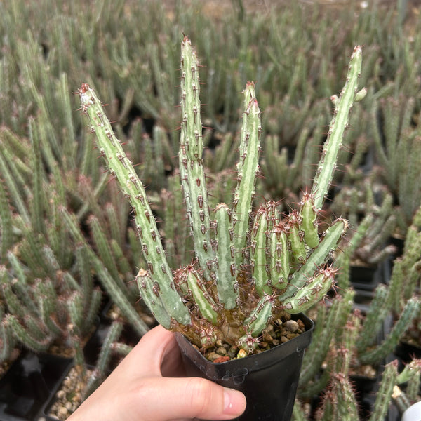 Euphorbia louwii - BotanicalCollector
