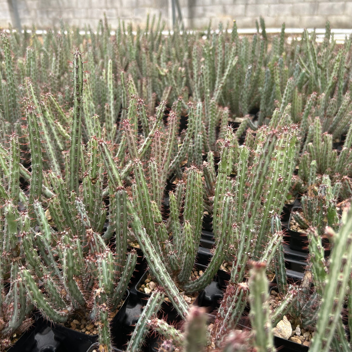 Euphorbia louwii-Euphorbia-H10-15cm-image-2