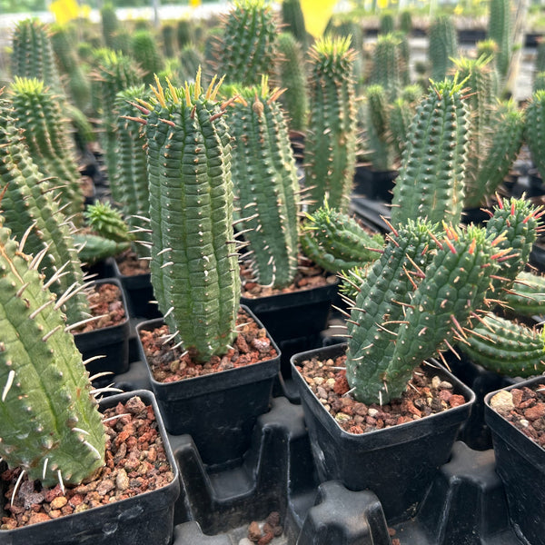Euphorbia mammillaris - BotanicalCollector