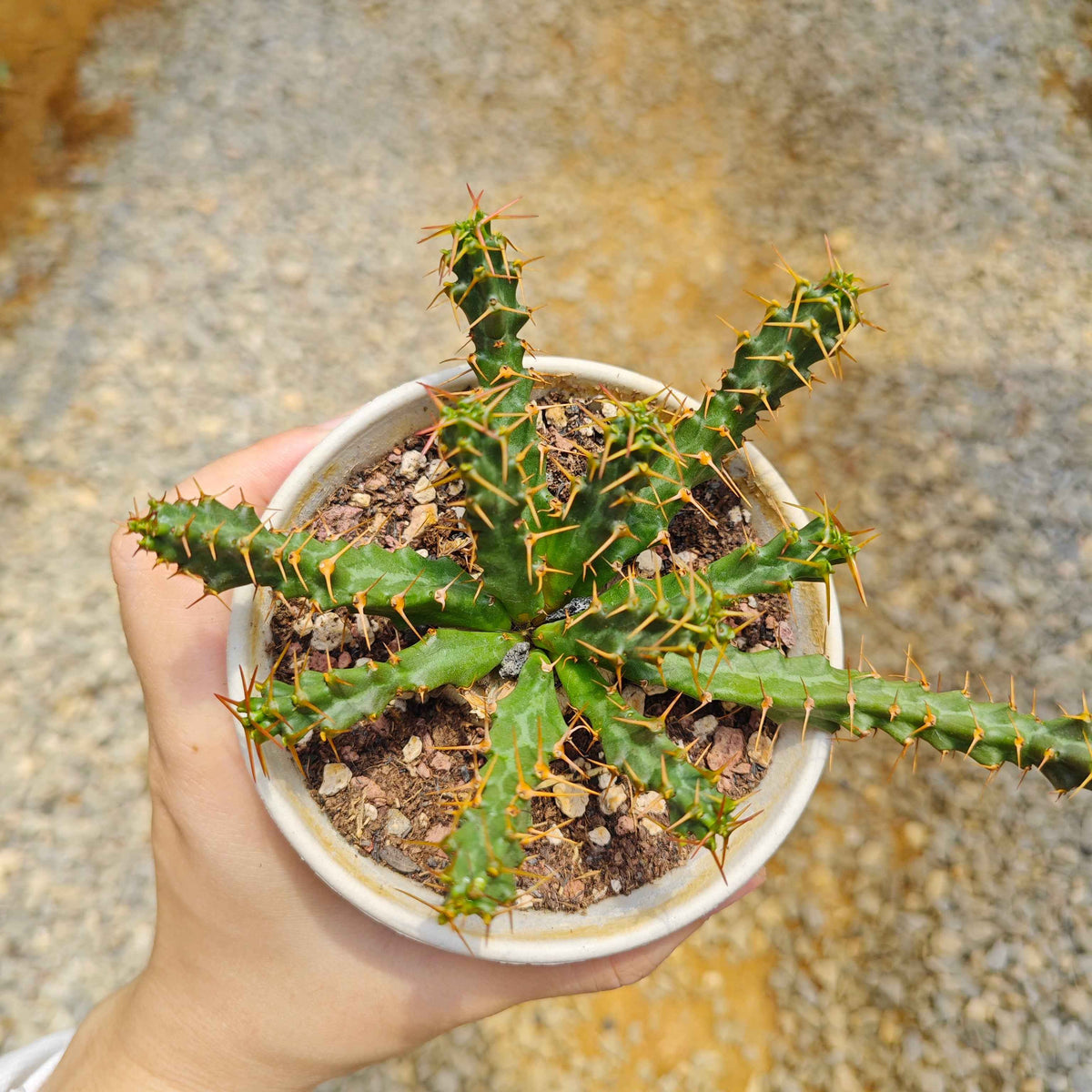 Euphorbia micracantha-Euphorbia-H5-10cm-image-3