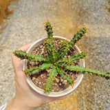 Euphorbia micracantha-Euphorbia-H5-10cm-image-3