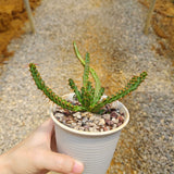 Euphorbia micracantha-Euphorbia-H5-10cm-image-2