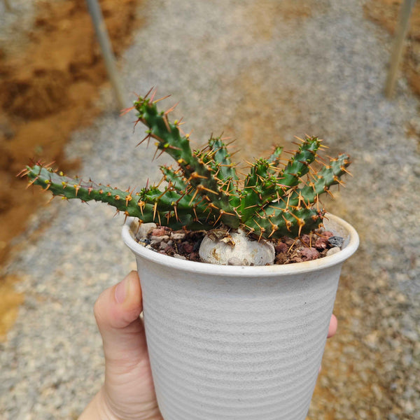 Euphorbia micracantha - BotanicalCollector
