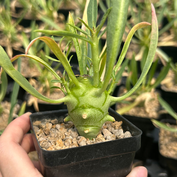 Euphorbia monteiroi - BotanicalCollector