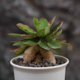 Euphorbia moratii-Euphorbia-H3-4cm-image-1