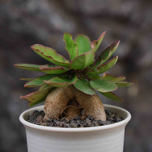 Euphorbia moratii - BotanicalCollector