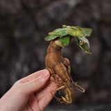 Euphorbia moratii-Euphorbia-H3-4cm-image-3