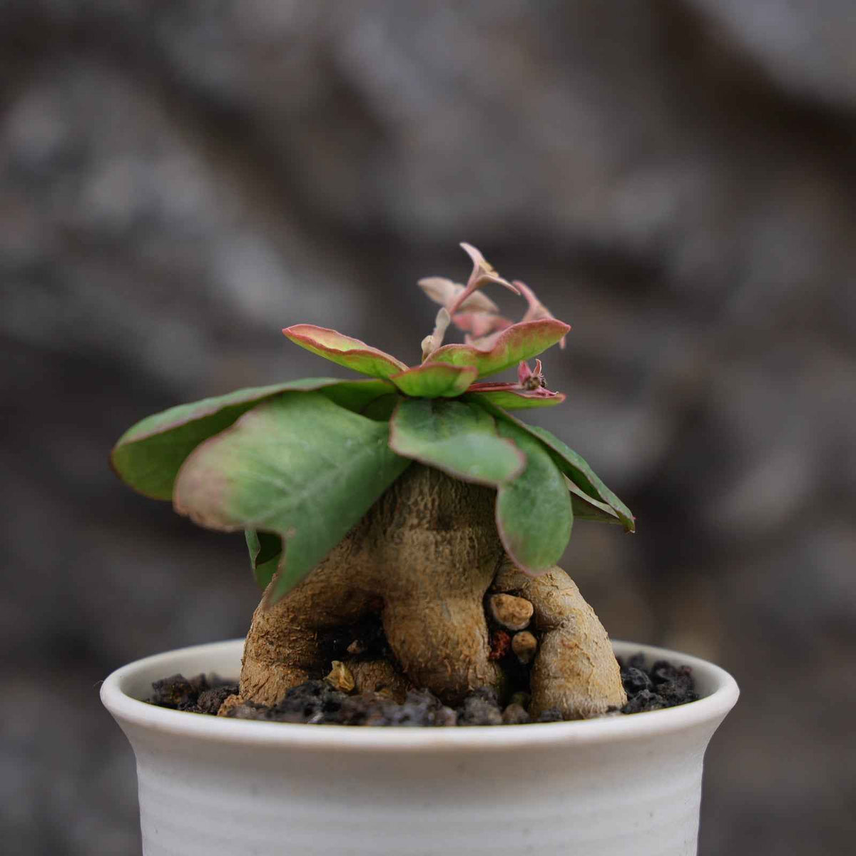 Euphorbia moratii-Euphorbia-H3-4cm-image-2