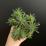 Euphorbia multifolia hybrid ｜short leaf-Euphorbia-W5-10cm-image-2