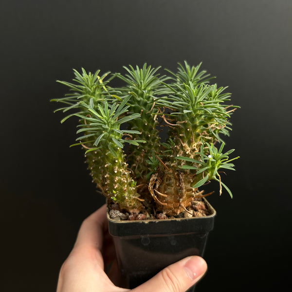 Euphorbia multifolia hybrid（short leaf ) | Seed-grown | W:5-10cm