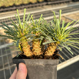 Euphorbia multifolia-Euphorbia-W4-6cm-image-1