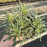 Euphorbia multifolia-Euphorbia-W4-6cm-image-2