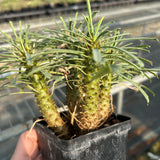 Euphorbia multifolia-Euphorbia-W4-6cm-image-3